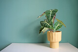 Fototapeta Tulipany - Artificial home plant on a white table. Space for your text.