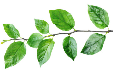 Poster - Leafy greens isolated on white