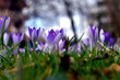 Violette Krokusblüten im Frühling