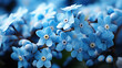 Blue forget me not flowers. Background (Forget-me-nots, Myosotis sylvatica, Myosotis scorpioides).