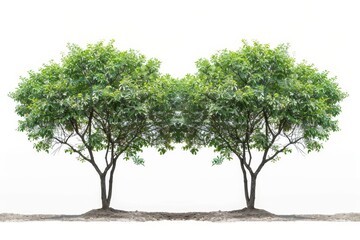 Poster - Tropical trees isolated on white background are used for advertising, design, and architecture