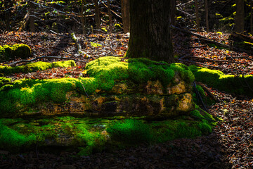 Wall Mural - Still Winter here in Upstate NY, but the weather is warm and the woods are turning Bright Green. Deep Green Moss grows on the Boulders at Chittenango Falls State Park in Cazenovia, NY.