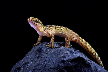 Wall Mural - The muria rock gecko on a rock