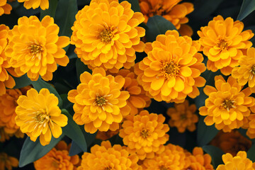 Wall Mural - yellow flowers in close up background