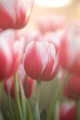 Wall Mural - red white tulip flower in close up