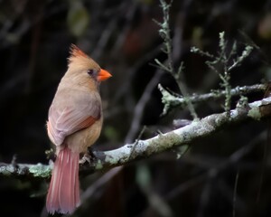 Wall Mural - Northern Cardinal perched on a branch near foliage.