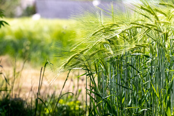 Wall Mural - Fresh spikes of young green wheat on the field. Agriculture scene