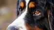 Close-up of Berner Sennenhund Dog