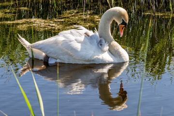 Wall Mural - A mute swan and cygnets in the spring sunshine