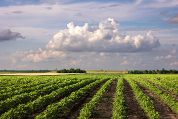 Wall Mural - Open soybean field at sunset.