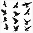 Set of flying birds sign. Dark silhouettes isolated on white background 