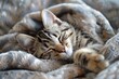 A domestic cat is laying down comfortably on top of a cozy blanket that is spread over a neatly made bed. The cats relaxed posture suggests a sense of contentment and relaxation in a home environment