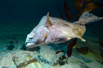 Canvas Print - European plaice fish -  Pleuronectes platessa