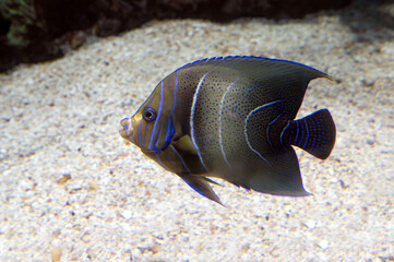 Wall Mural - Tropical coral fish