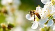 © Elchin Abilov - Discover the delicate beauty of nature as a bee alights upon a white flower, diligently collecting pollen and nectar to enrich the hive's honey reserves, with ample copy space for contemplation.