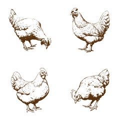 Wall Mural - Set of hand drawn hens or chicken - Simple sketches of farm birds