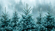  Snow-covered pine trees shrouded in mist