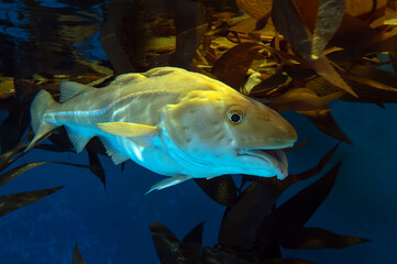 Canvas Print - Atlantic Cod -  Gadus morhua