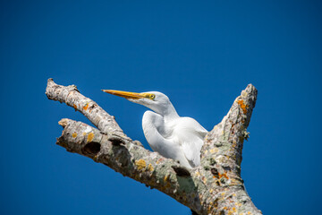 Wall Mural - White Egret on Tree Branch