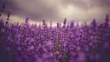 Fototapeta Lawenda -  a field of lavender flowers with a cloudy sky in the background and a sunbeam in the middle of the field.