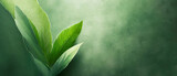 Fototapeta Tulipany - Zielone tło liście. Puste miejsce