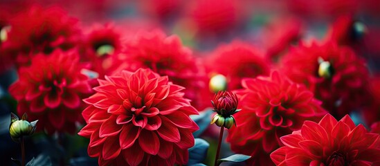 Poster - Vibrant Red Flowers Blooming in Lush Meadow Under Sunny Sky