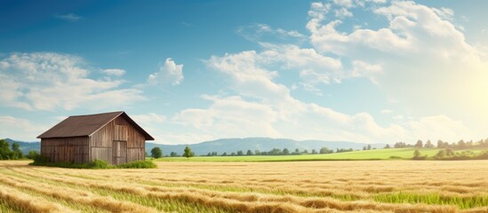 Wall Mural - Golden Wheat Field Under Sunlight - Serene Countryside Landscape in Harvest Season