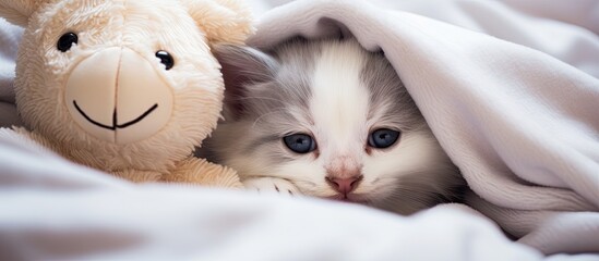 Aufkleber - Curious Kitten Finds Comfort Under Blanket with Furry Teddy Bear in Cozy Hideaway