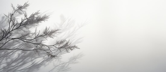 Poster - Serenity of Nature: Majestic Tree with Beautiful Branches in a Tranquil Forest Setting