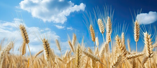 Poster - Vibrant Golden Wheat Field Under a Clear Blue Sky with Fluffy White Clouds