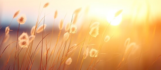 Poster - Golden Sunlight Over Serene Tall Grass Field: Tranquil Nature Landscape