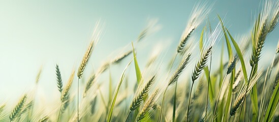 Wall Mural - Golden Wheat Fields Under Bright Blue Skies - Farming and Harvesting Concept