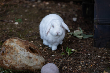 Rabbit in the garden