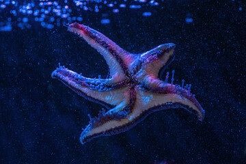 Sticker - Cushion Star (Pentaceraster sp.) - Starfish