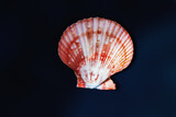 Fototapeta Uliczki - Red Scallop Shell (Mimachlamys crassicostata) - Seashell