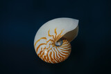 Fototapeta Nowy Jork - Emperor Nautilus shell (Nautilus Pompilius) - Seashell