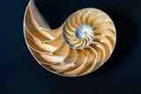Fototapeta Uliczki - Emperor Nautilus shell Interior (Nautilus Pompilius) - Seashell