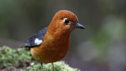 Sticker - Nature wildlife footage of uncommon resident bird Orange-headed thrush in Sabah, Borneo