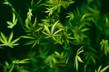 Macro Shot of Lush Cannabis Sativa Plant Leaves in Vivid Detail