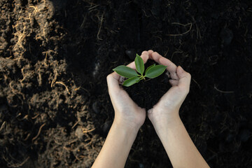 Wall Mural - Growing and nurturing plant on fertilized soil contributing to CO2 emission reduction and embrace ESG environment social governance principle concept for sustainable future. Gyre