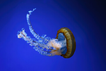 Sticker - Pacific sea nettle, Orange jellyfish or Chrysaora fuscescens swimming in blue water of aquarium tank. Aquatic organism, animal, undersea life, biodiversity