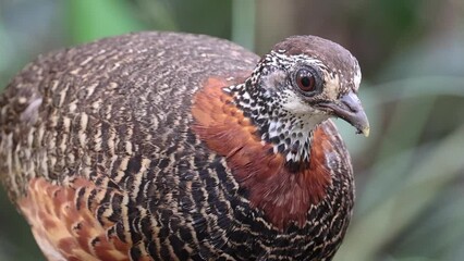 Wall Mural - Nature wildlife footage of Bornean-necklaced Partridge bird of Borneo.