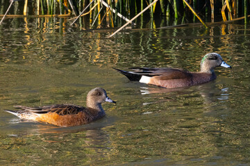 Sticker - Male and female American wigeons,  seen in a North California marsh