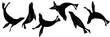 sea ​​lion silhouette