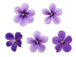 Set of purple flower isolated on transparent background, transparency image, removed background