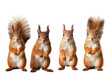 Set of squirrel isolated on transparent background, transparency image, removed background