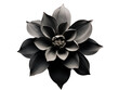 black flower isolated on transparent background, transparency image, removed background