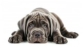 Fototapeta  - Generative AI : Neapolitan mastiff puppy lying in front view and looking at camera. isolated on white background