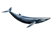Blue Whale, Full Body, Gliding Gracefully, Isolated On A Stark White Background, High Resolution, Stock Photograph, Emphasizing Majestic Size, Smooth Texture, Marine Mammal In Motion