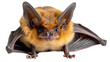 Showcasing a vivid close-up of a brightly colored bat with sharp details, highlighted against a pure white backdrop